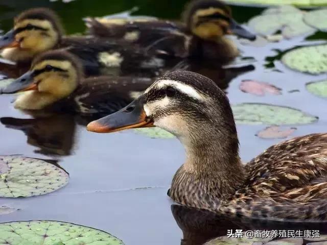 家禽大肠杆菌的症状和防治方法,鸭大肠杆菌病症状治疗方法