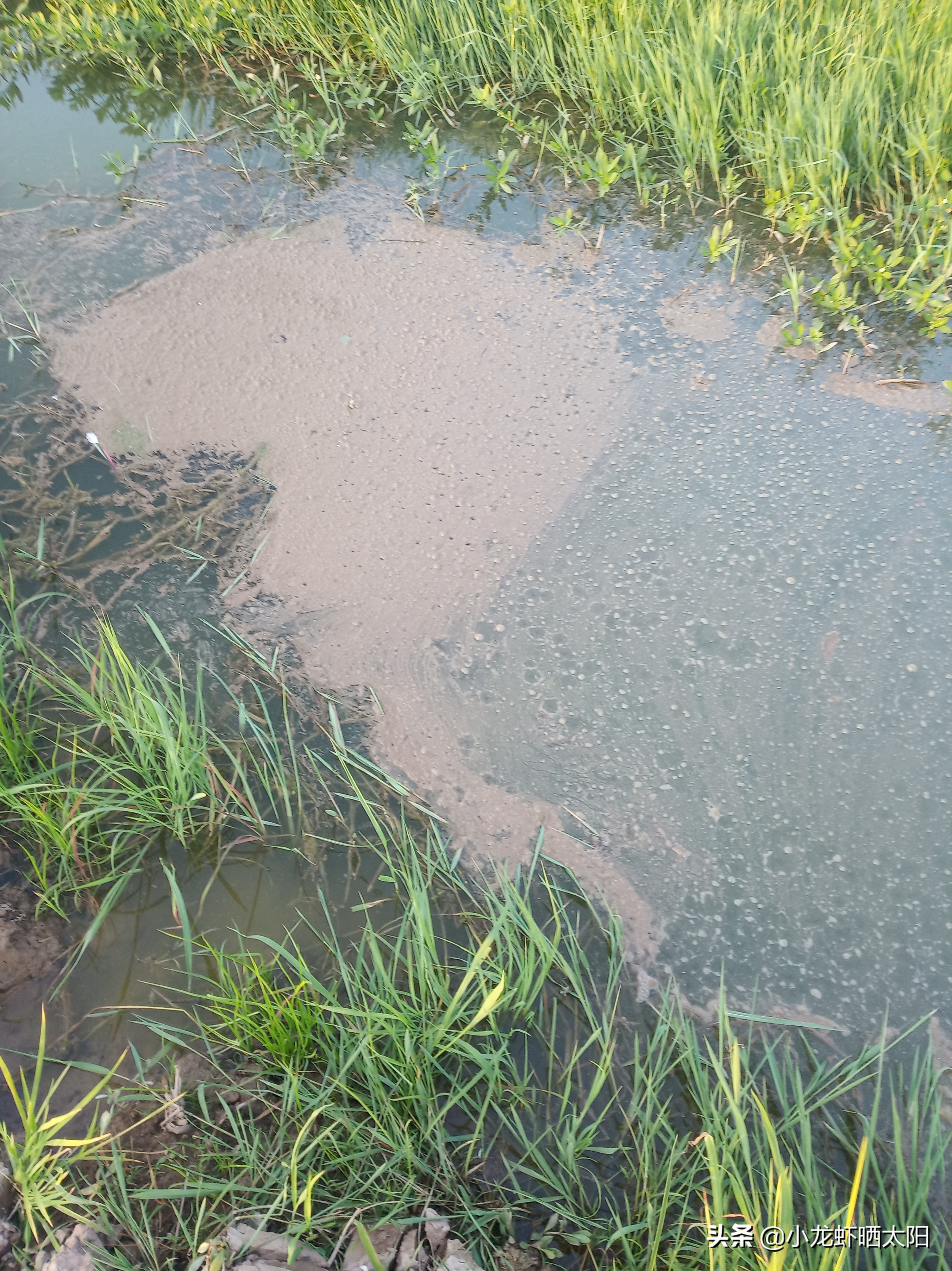 秸秆腐烂污染水怎么解决,稻虾田秸秆怎么处理最合适