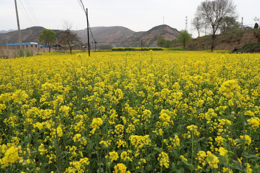 武山县油菜花旅游打卡地,天水武山滩歌油菜花海掠影