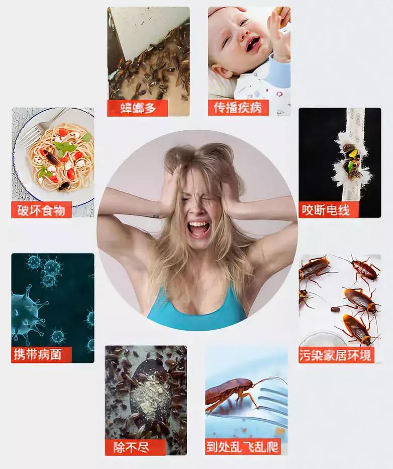 教你一招灭蟑螂不花一分钱,灭蟑螂安全有效的方法