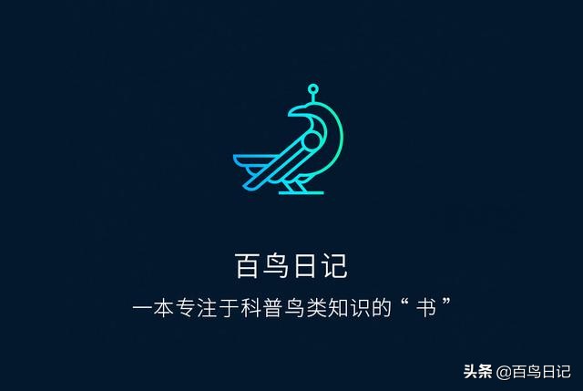 第五十九课：如何理解鸟的肢体语言？