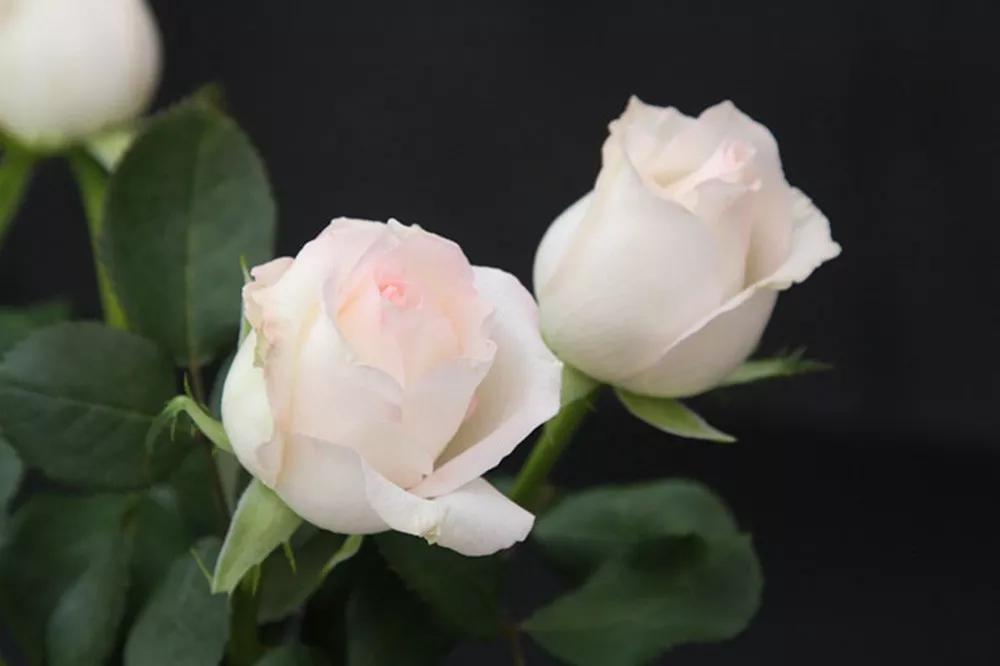 花店常用玫瑰花品种大全,一篇文章带你认识三亚40种花