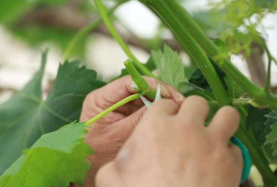 蓝宝石葡萄木质化差成花率低咋办,甜蜜蓝宝石葡萄为什么会涩