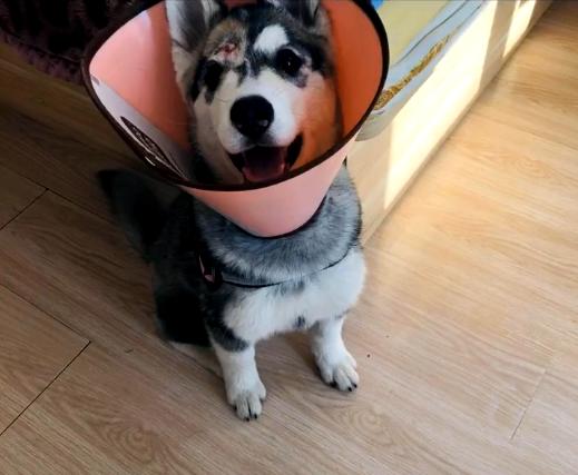 哈士奇破坏力很大吗,哈士奇的破坏力有多大