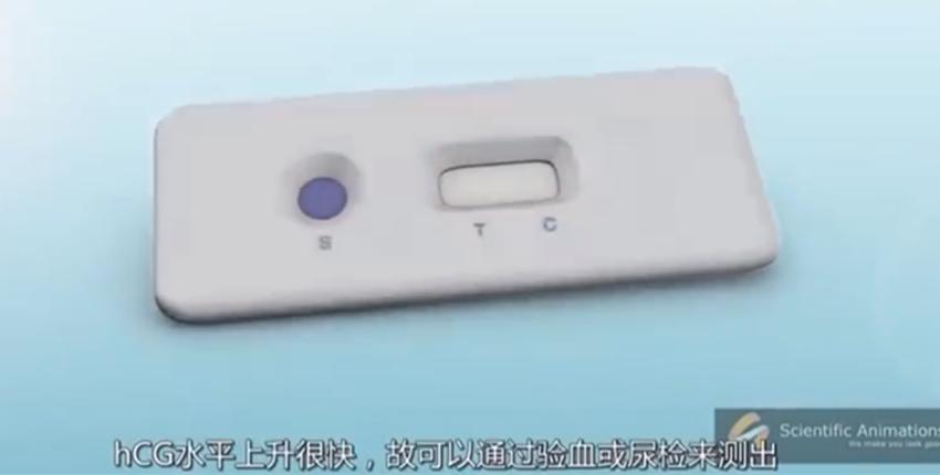 早孕试纸原理和孕酮有关系吗,早孕试纸的原理是什么