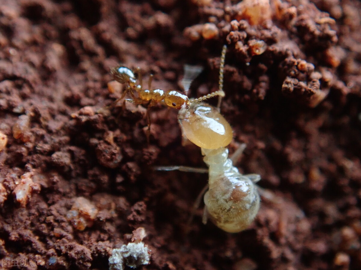 小蚂蚁大战红火蚁,红火蚁席卷12个省份