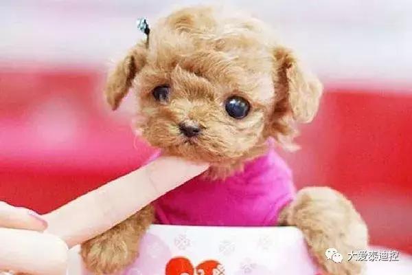 茶杯犬养什么品种比较好,茶杯犬好养吗茶杯犬的寿命多长