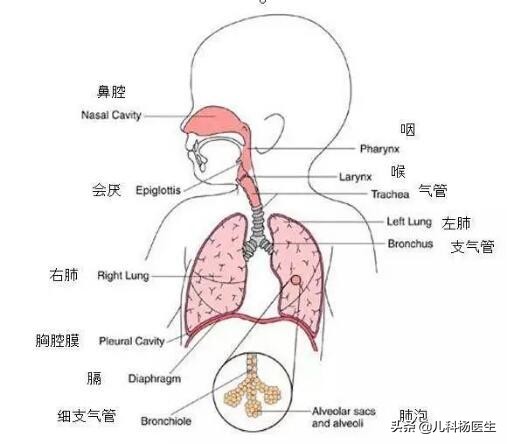 宝宝上呼吸道感染反复发烧怎么办,宝宝反复呼吸道感染怎么推拿