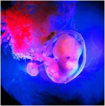 胎儿性别形成过程，精子表现好精彩