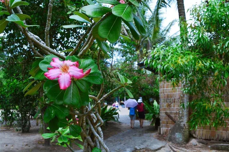 马来西亚适合游玩的岛,马来西亚阳光大海