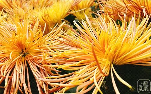 立秋，立秋！这43件事，上海人必须要去做