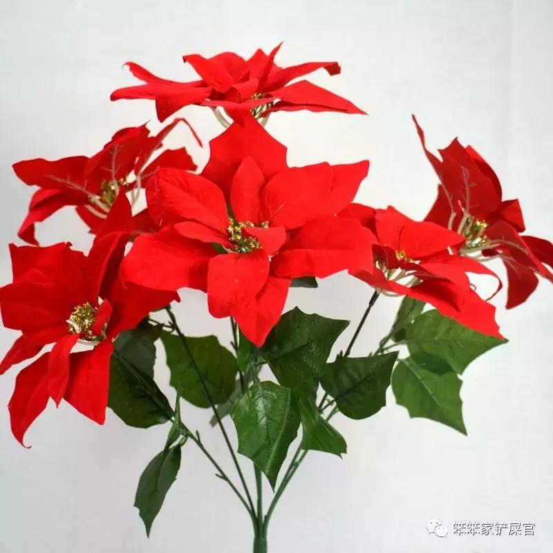 猫咪食物中毒怎么解毒,猫咪误食有毒植物的症状