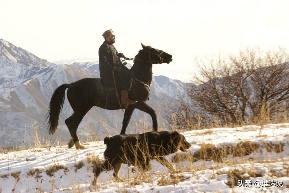 土库曼斯坦的牧羊犬,土库曼民族的守护者阿拉伯犬