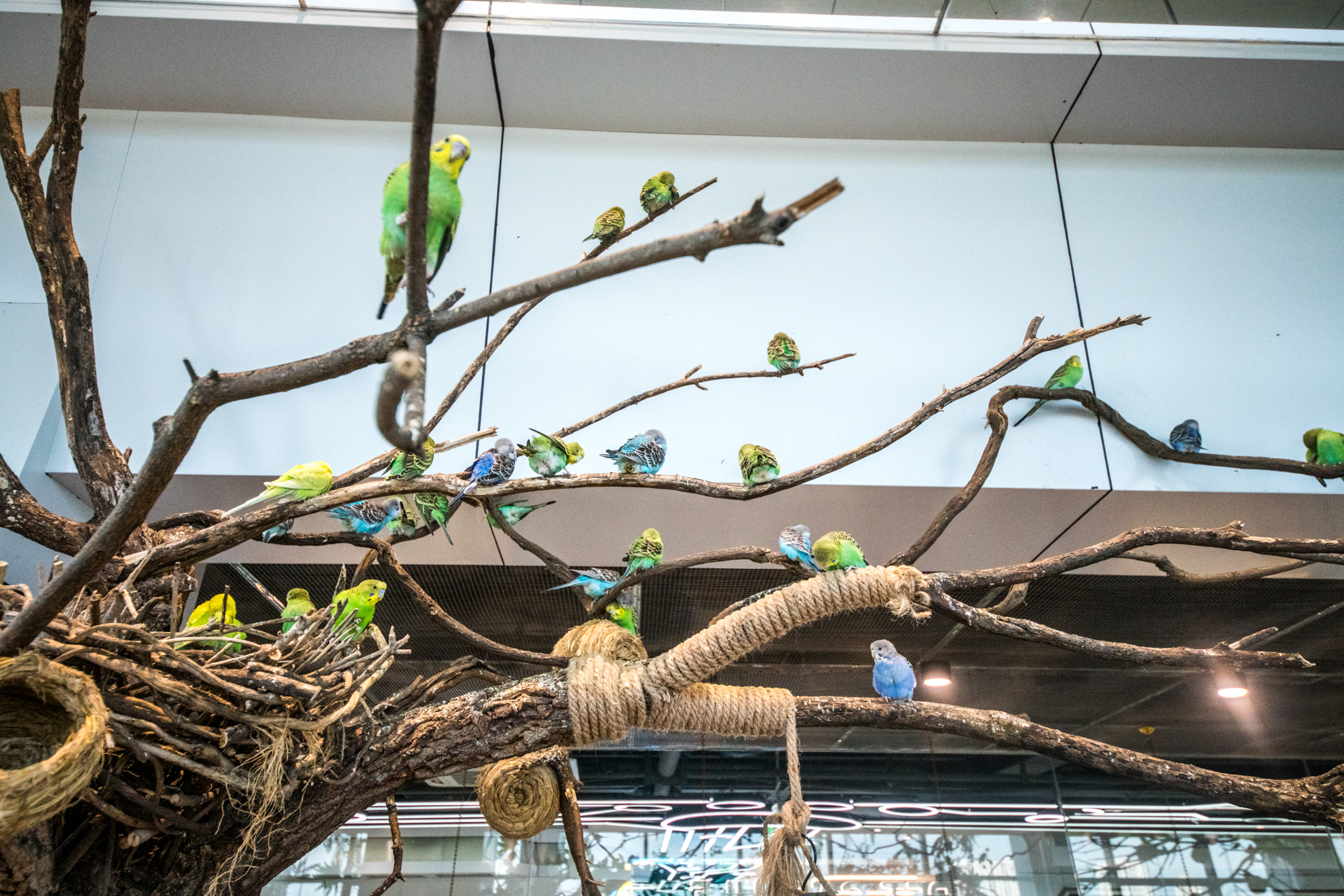 极宠家宠物旗舰店,南京最大的宠物店极宠家