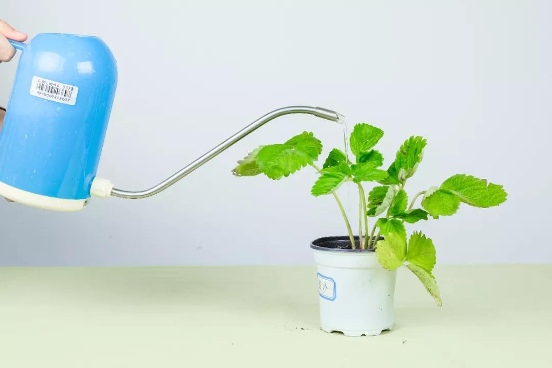 春天买盆小苗苗，嘟噜嘟噜直结果，吃完一茬又一茬