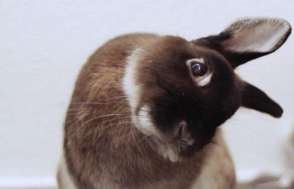 兔中耳炎能自愈吗,兔中耳炎的症状与治疗