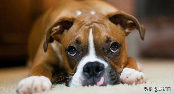 狗狗害怕主人怎样缓解,狗狗害怕主人还能恢复信任吗