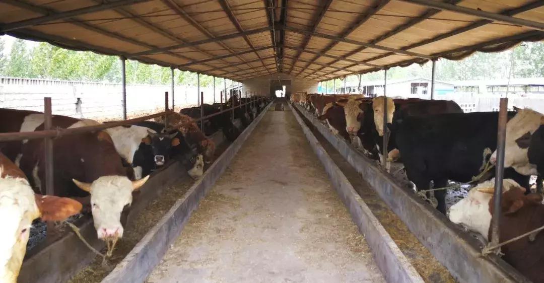 牛羊疾病瘤胃酸中毒解决方案,牛羊酸中毒的机理