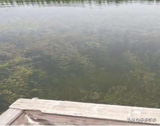 水产养殖新模式,微山湖虾蟹混养