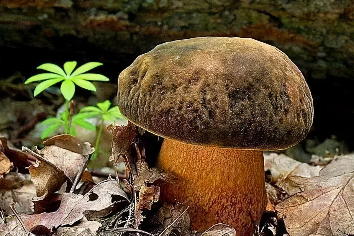 石柱美食,冷天气美食推荐