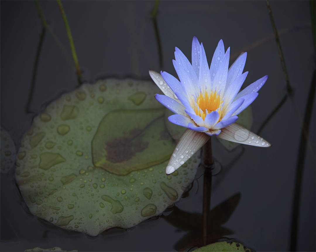 睡莲是水中养殖还是植入泥中养殖,大睡莲水生花卉适合多少度养殖