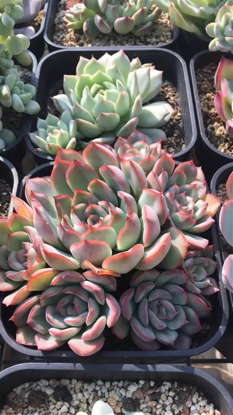 多肉用黑方盆还是白方盆,种多肉用黑方好还是白方好