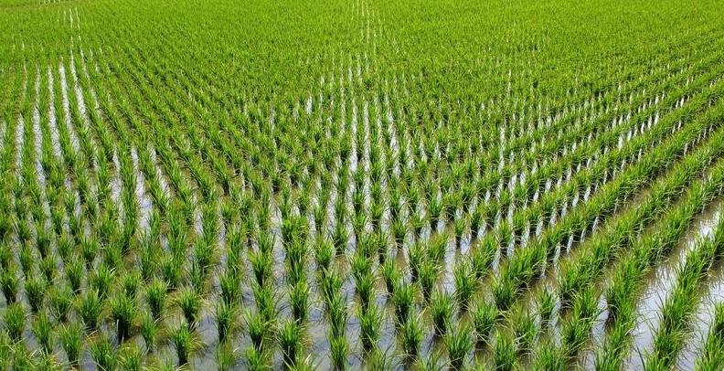 一首写春天的诗10句,关于春天的诗有8个春字