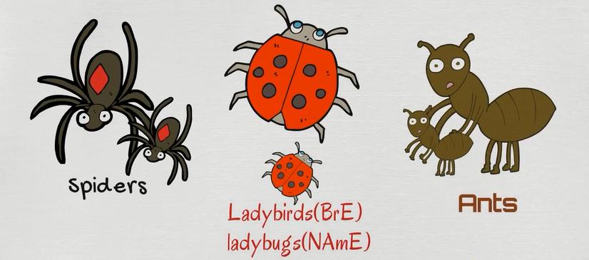 动物类英语单词记忆教学,每日英语单词之动物单词