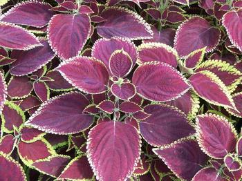 农村常见的野菜紫苏,紫苏是野草么