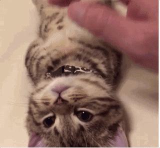 摸猫咪的时候它一直哼哼,要摸猫咪的时候猫咪老是躲怎么办