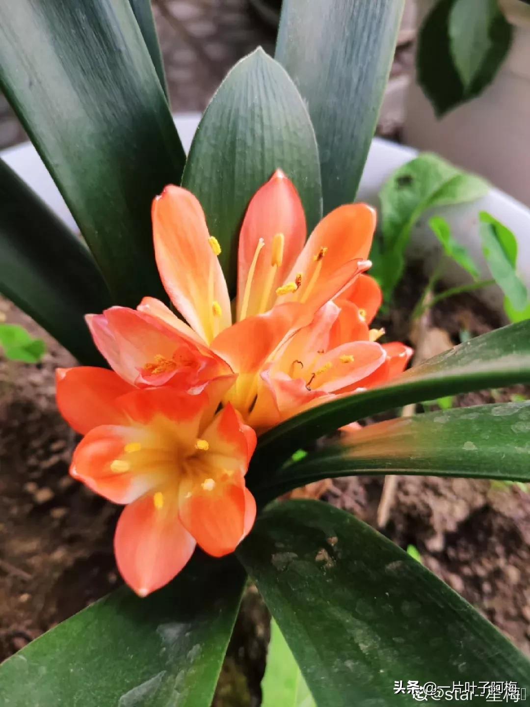 叶子软塌塌,叶子缺水卷曲怎么补救