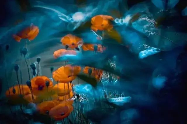 绝美花朵摄影佳作,波兰花朵摄影作品欣赏