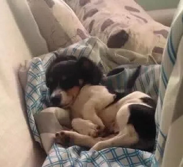 记录小狗狗的胎动瞬间,狗狗感受到了主人肚子里的胎动