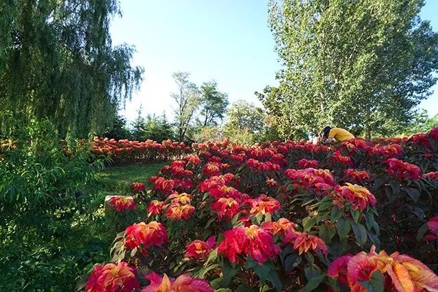 大连重阳节旅游攻略,大连九月秋游攻略