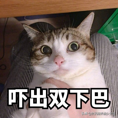 猫咪黑下巴抹红霉素软膏还是眼膏,猫咪黑下巴到底怎么治