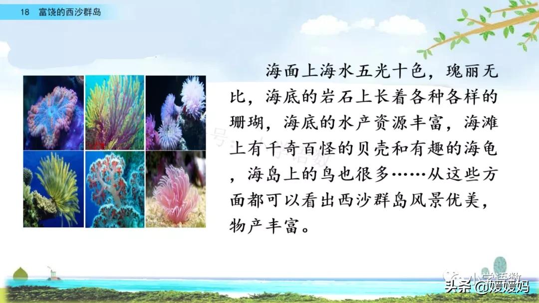 三年级第18课富饶的西沙群岛视频,三年级上册18富饶的西沙群岛笔记