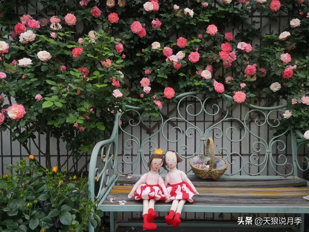 花友家的春花都开爆爆爆了，快来云赏花！（上）