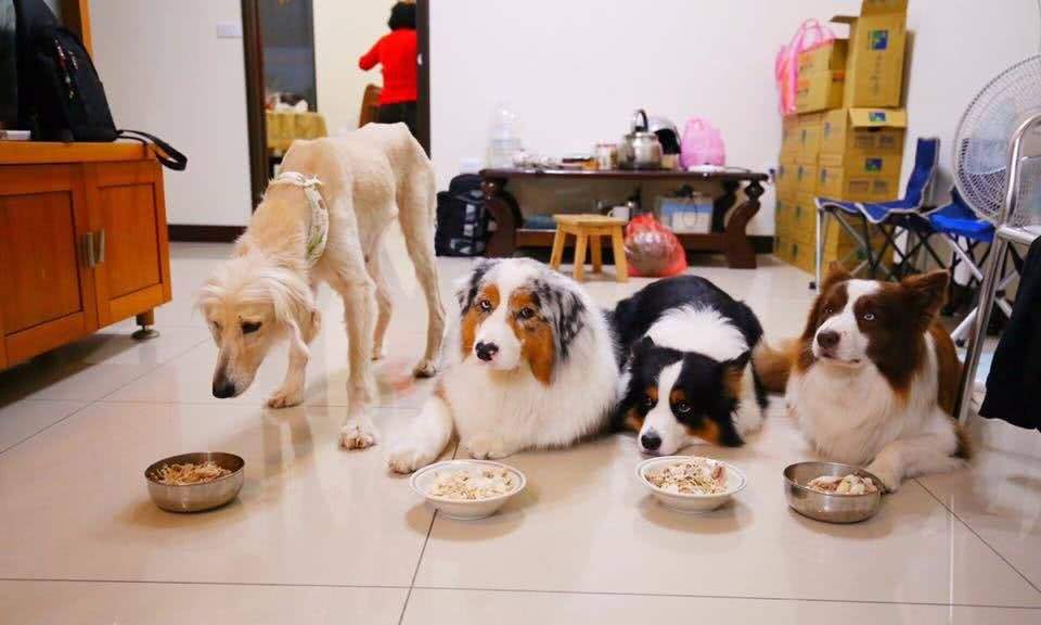 学会这七个秘诀训狗超简单,教狗狗本领怎么教