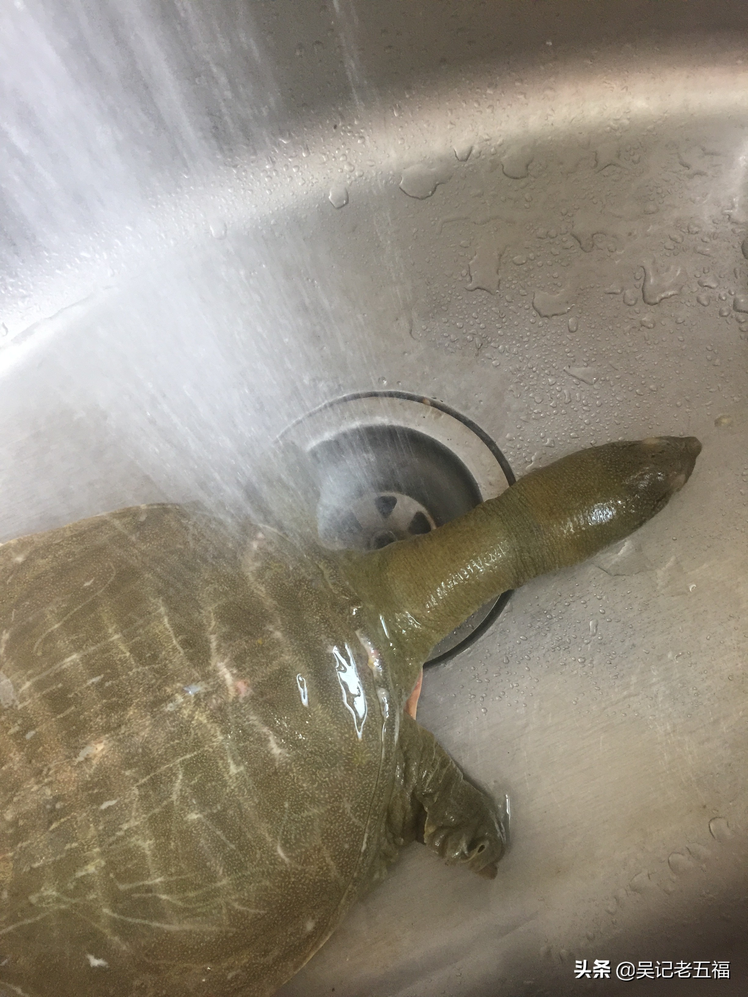 甲鱼排骨做法红烧,大师的菜红烧甲鱼