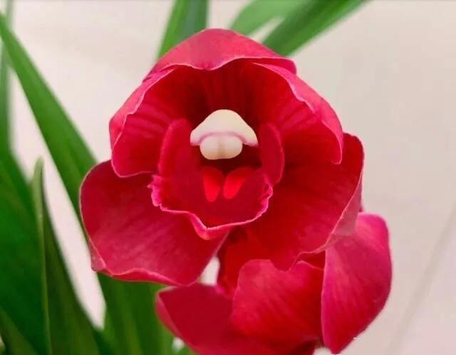 大将军兰花与香妃兰花哪个更好,兰花大将军属于什么品种几月开花