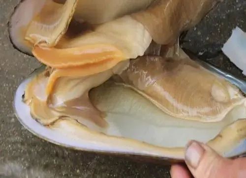 广州美食西施舌,中国美食西施舌