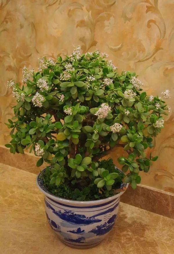 玉树一棵小苗,玉树一棵可以养吗