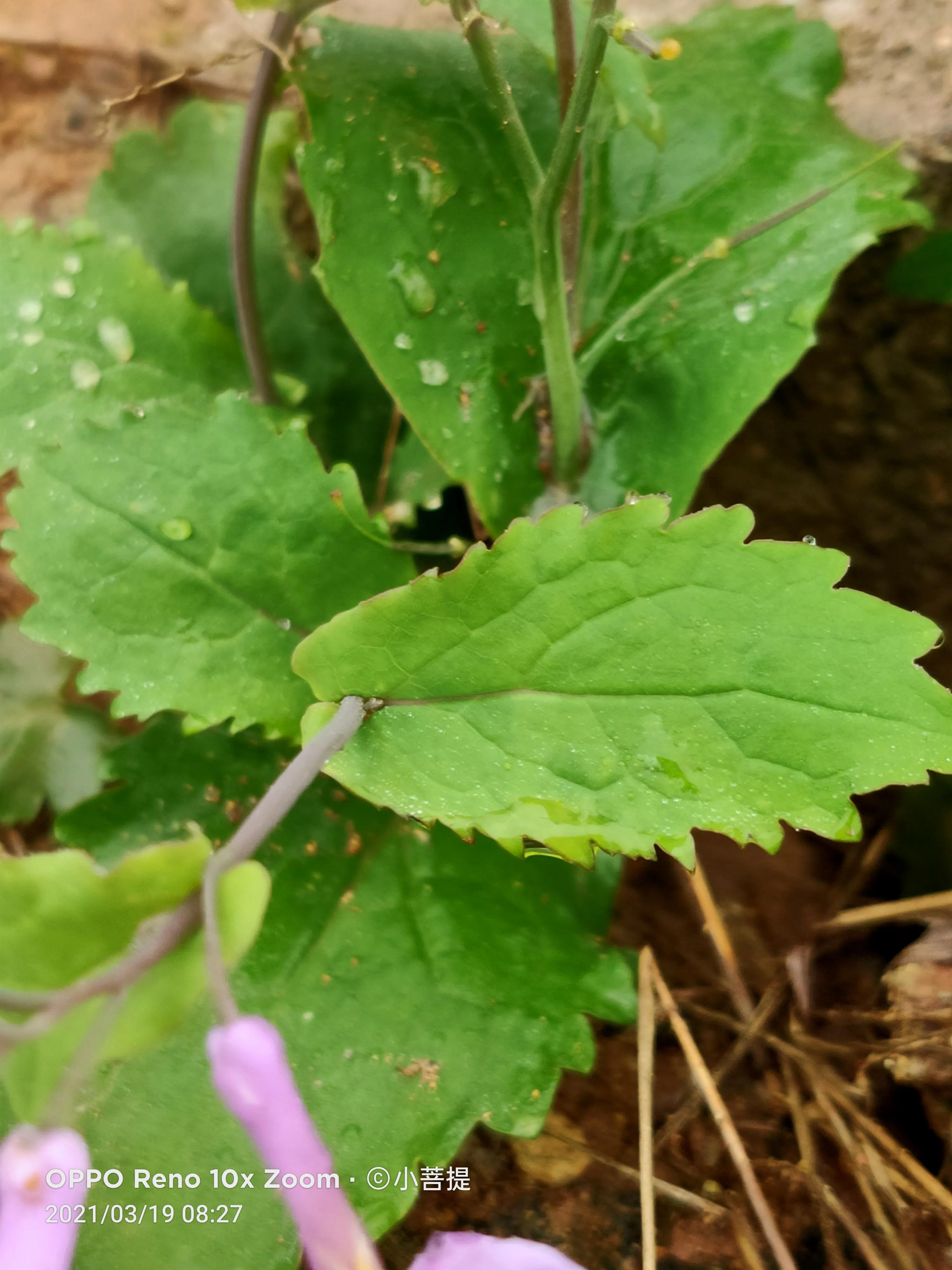 这种植物为成就蜀国屡次北伐功不可没