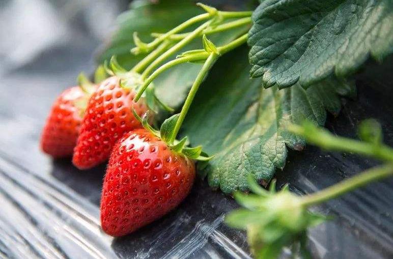 大棚草莓种植方法全过程视频露天,露天种草莓什么品种最合适