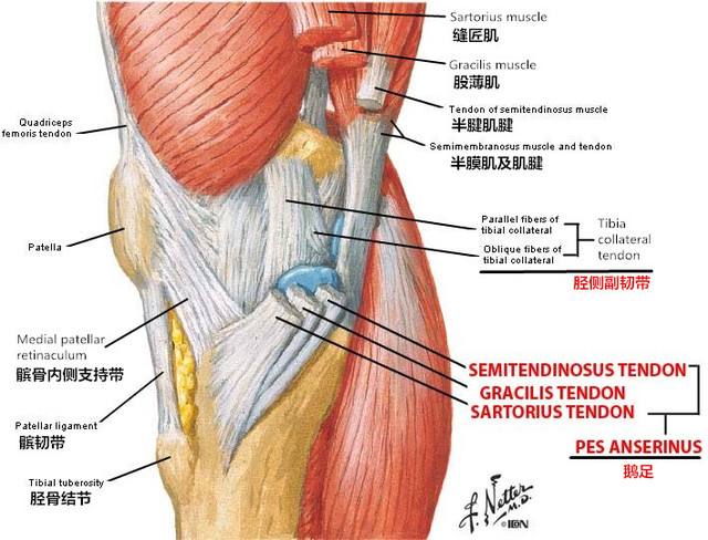 鹅足炎的理疗方法,鹅足炎不治能好吗