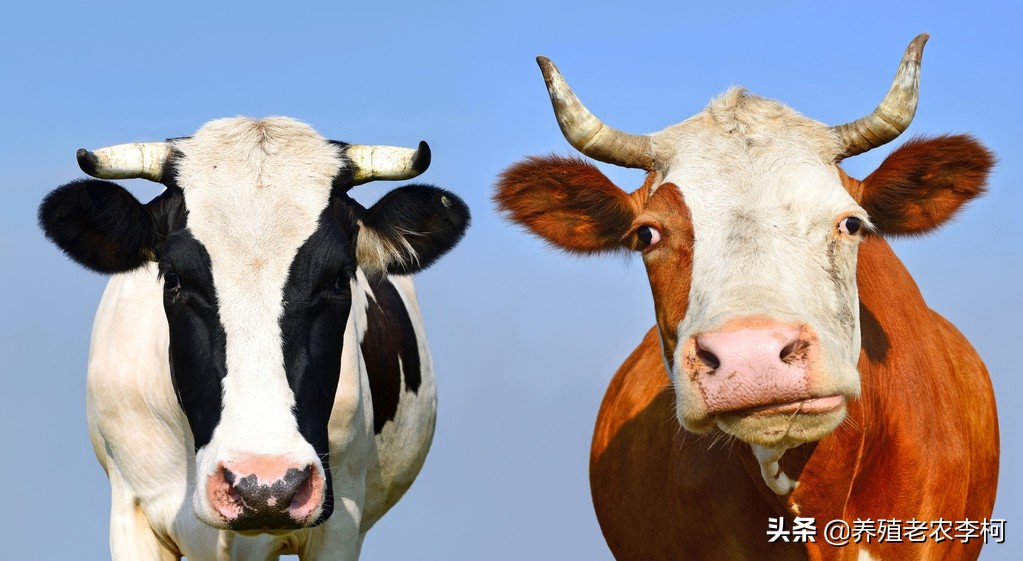 牛便血不吃草是什么原因,牛便血的原因与防治