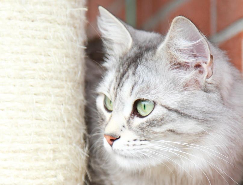 猫犯错可以打吗,猫犯错老是控制不住去打它