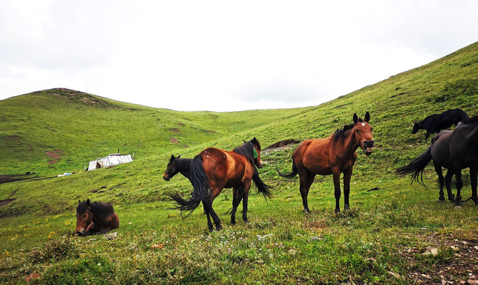 若尔盖5日游推荐,成都九寨沟黄龙若尔盖深度游