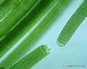 蓝藻颤藻图片,蓝藻颤藻怎么治