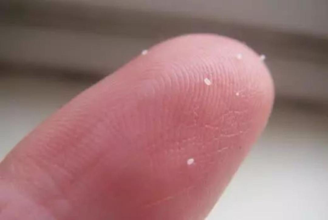 春天驱虫的生活小妙招,驱虫春季宠物